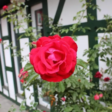 Gemuetliches Fachwerkhaus Im Herzen Nideggens *