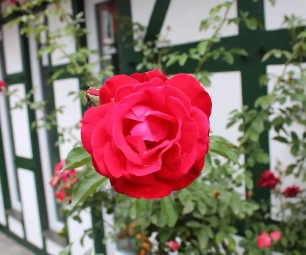 Gemuetliches Fachwerkhaus Im Herzen Nideggens *